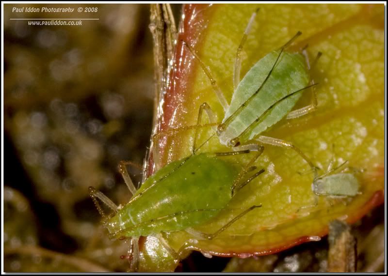 greenfly1.jpg