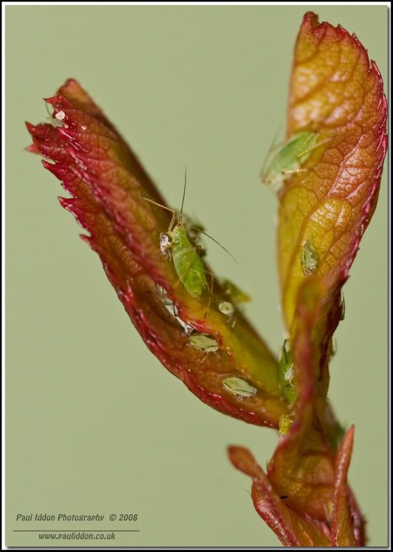 greenfly3.jpg