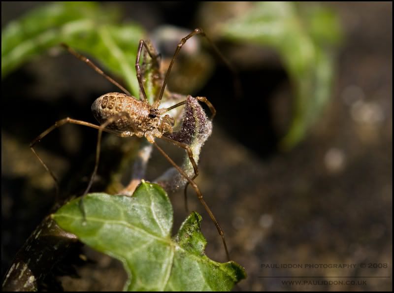 harvestman01.jpg