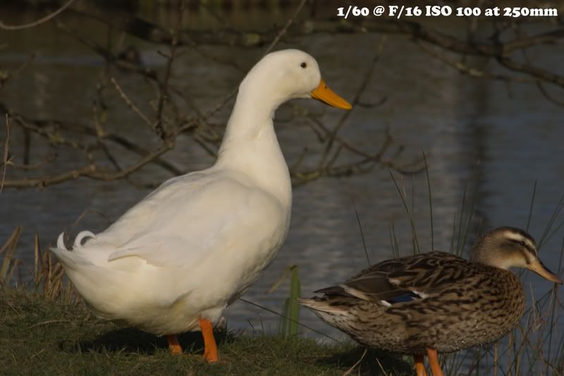 infowhiteduck.jpg