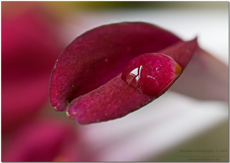 petaldropletcloseframednamed.jpg