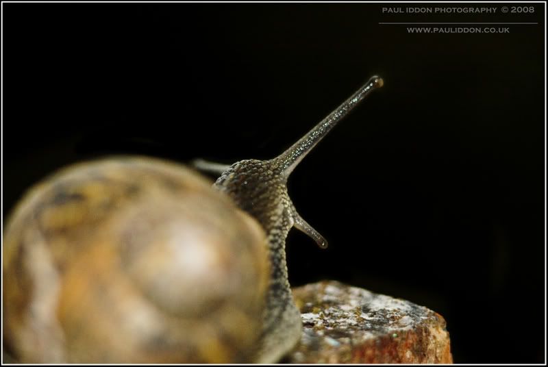 snail02.jpg