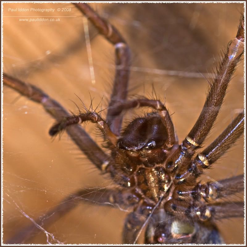 spider001named.jpg