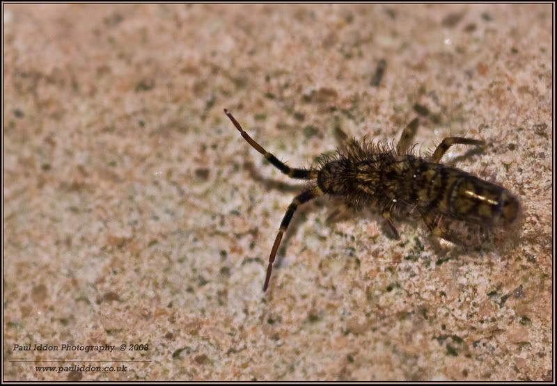 springtail03named.jpg