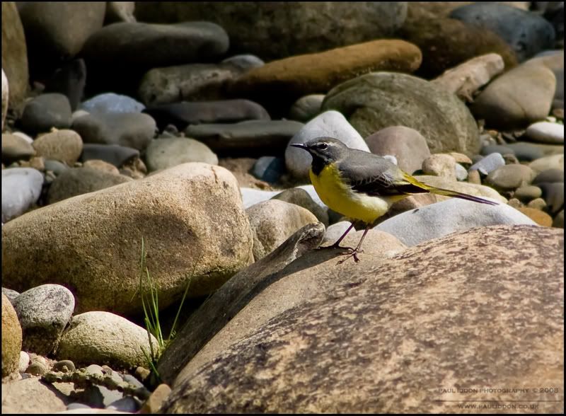 wagtail.jpg