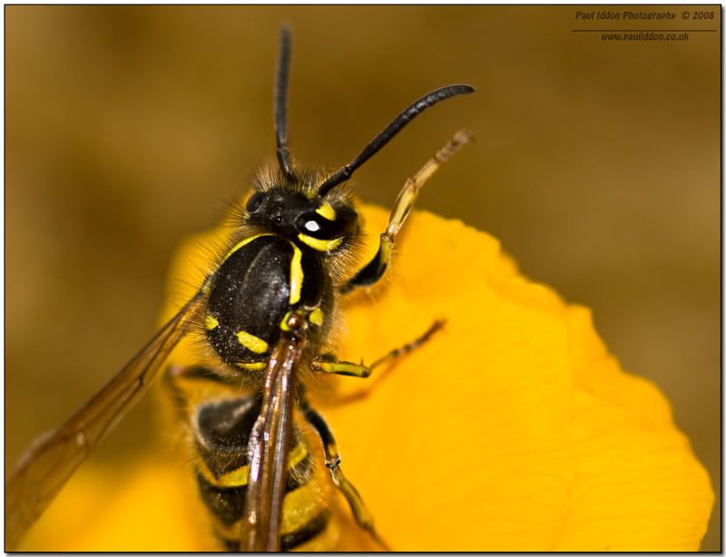 wasp2namedframed.jpg