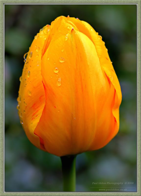 yellowtulip101framednamed2.jpg