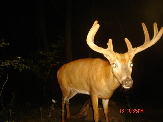 deerpics063.jpg