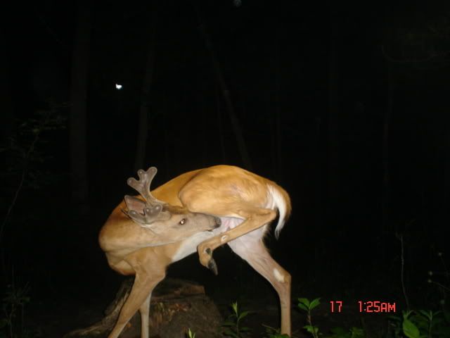 deerpics177.jpg