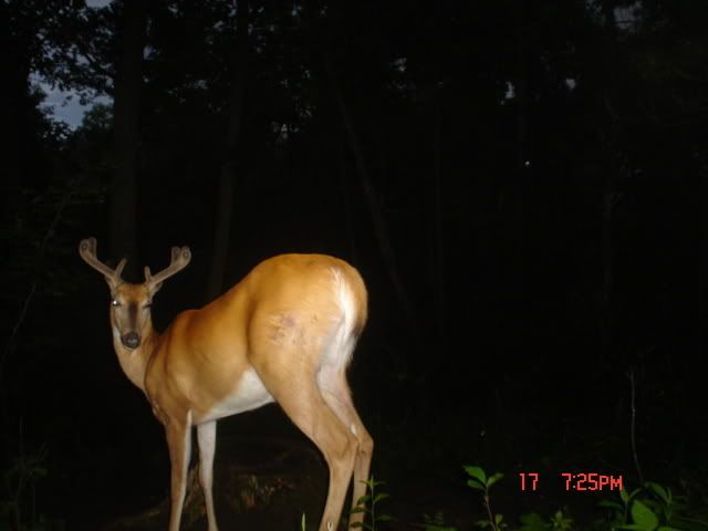 deerpics185.jpg