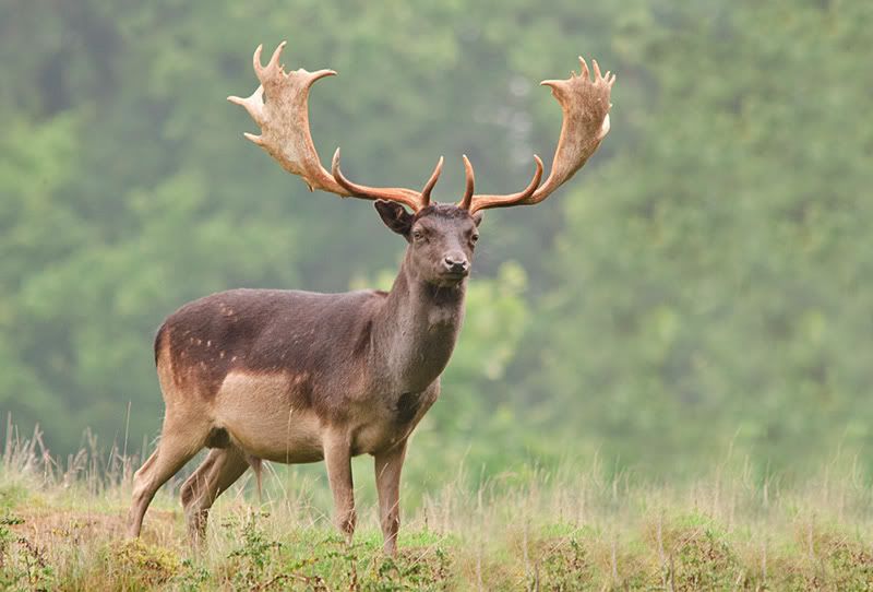 fallow buck