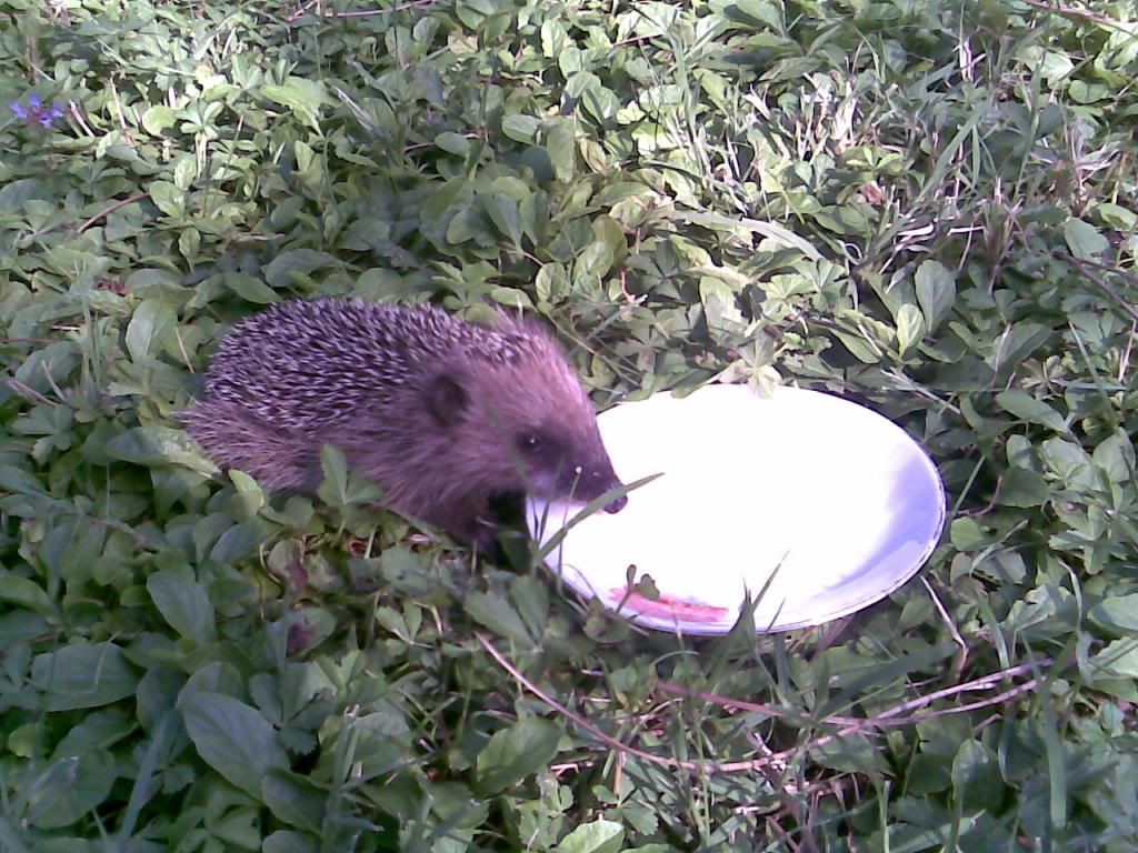 babyhedgehog2.jpg