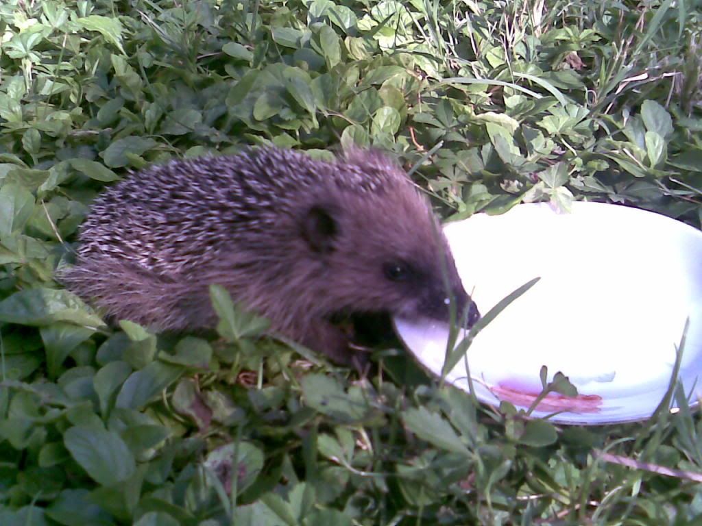 babyhedgehog3.jpg