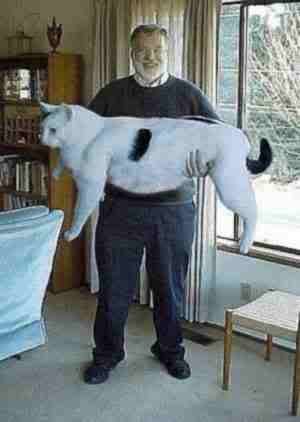 man holding huge cat photo: gynormous cat ginormouscat.jpg