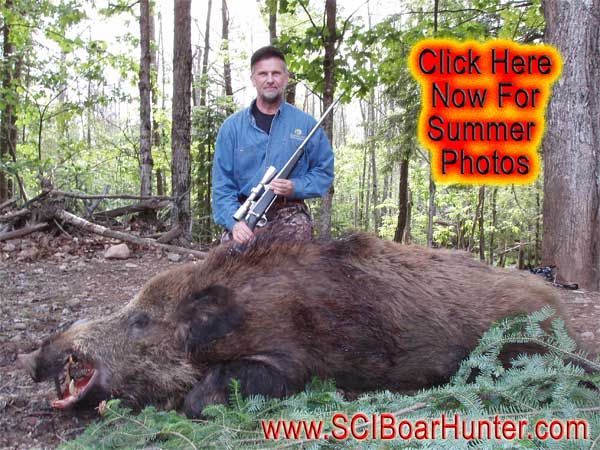 Summer Russian Boar Hunt