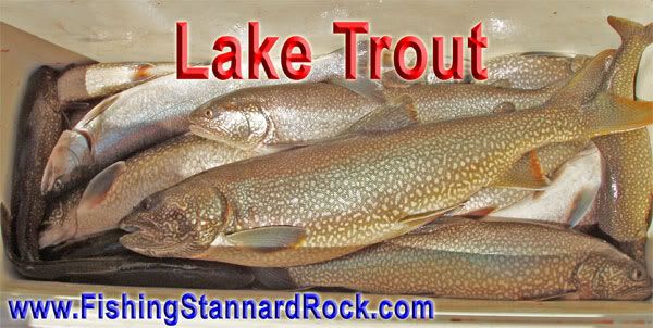 coolerLakeTrout Stannard Rock Lake Trout   Filling the Cooler