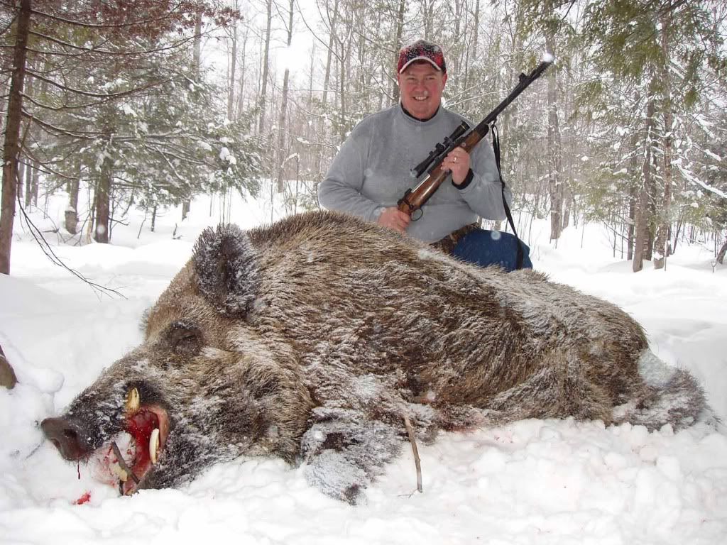 Huge Wild Boar