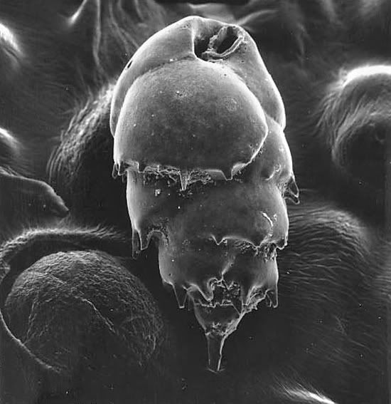 bernhard-bug_550_43990.jpg