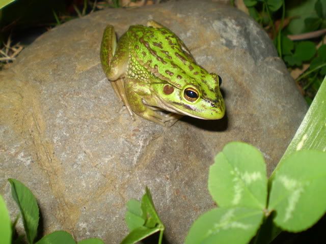 frog003.jpg