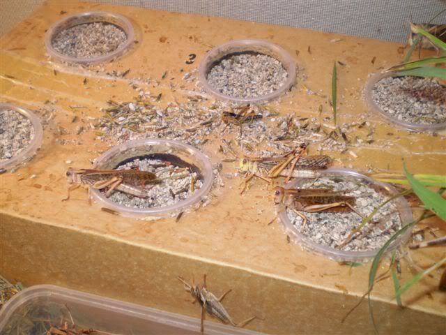 locusts.jpg