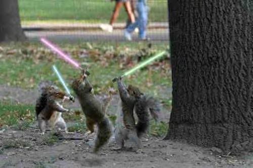 squirrellightsaberfight.jpg