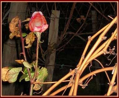 herbstlicher tango