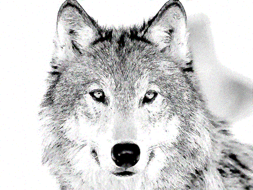 <img:http://i274.photobucket.com/albums/jj272/marnolino/Wolves/wolf-sketch.gif>