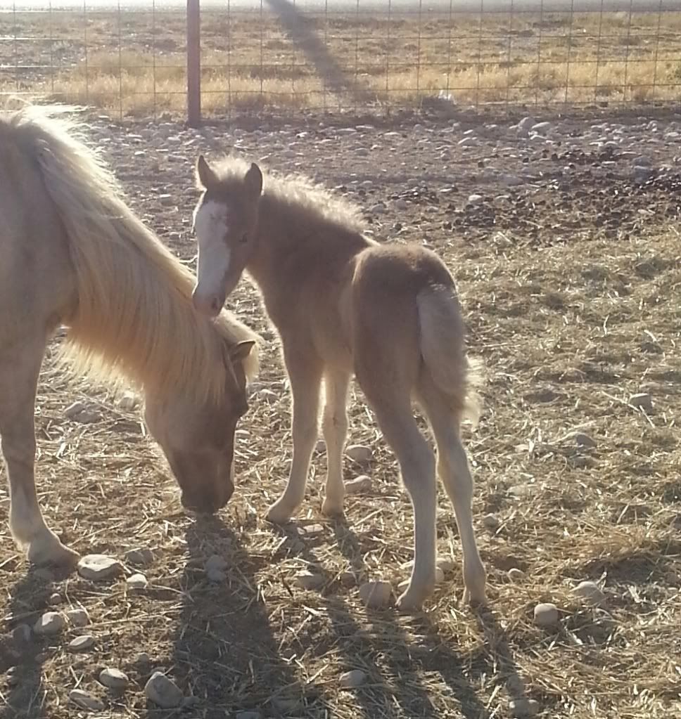 What color and patterns are these mini foals? | My Horse Forum