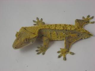 geckoss031.jpg