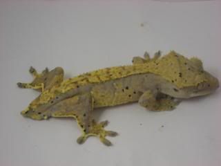 geckosss126.jpg