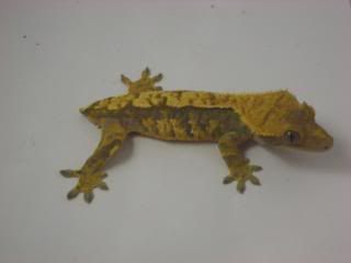 geckosss134.jpg