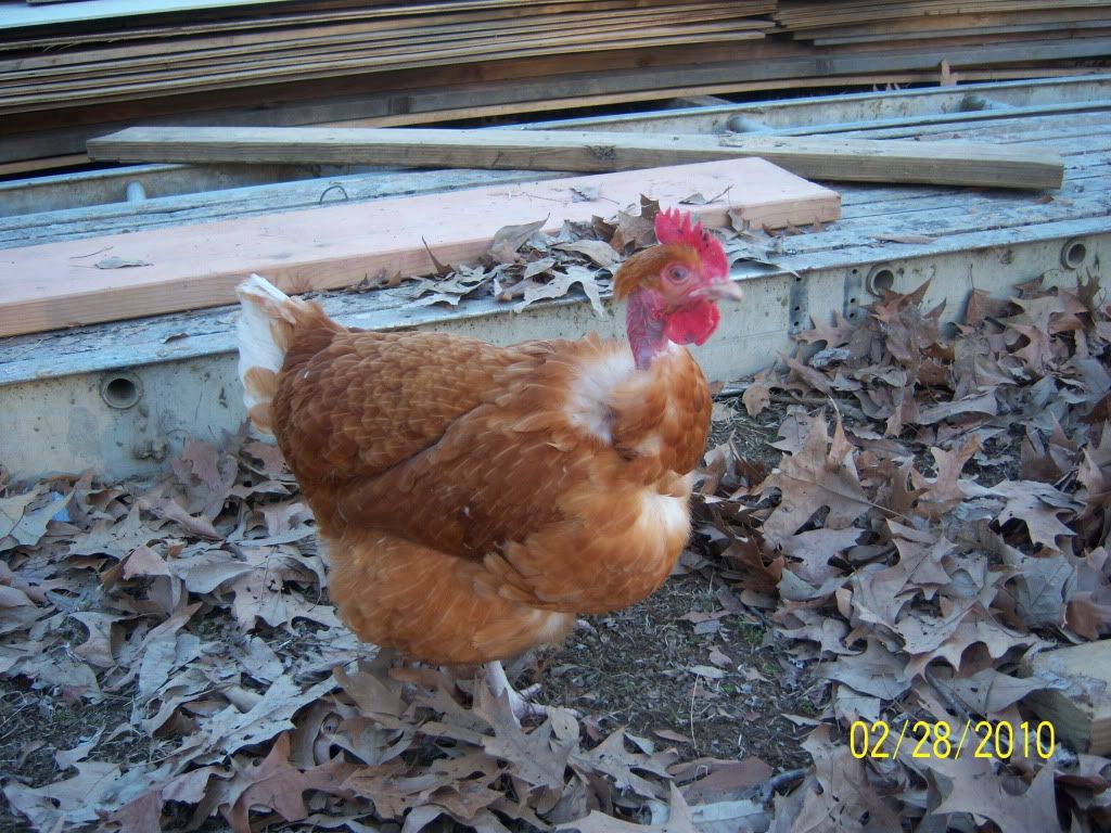 Naked Neck Turken Thread Page Backyard Chickens Learn How To