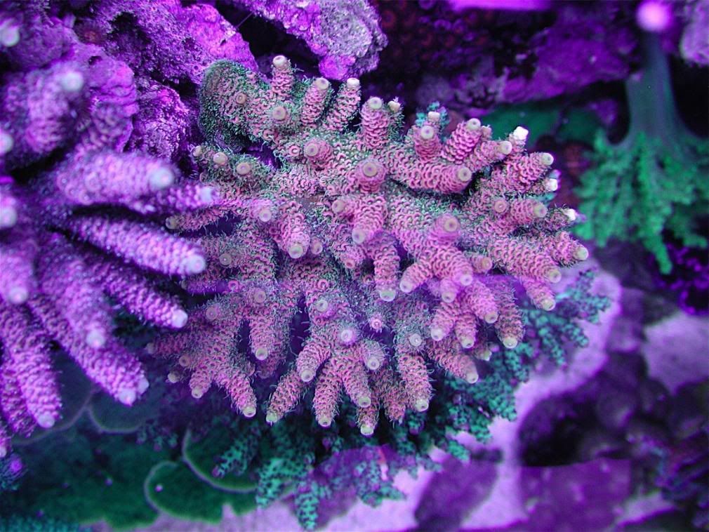 DSCN4208.jpg