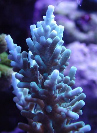 acro2crop.jpg