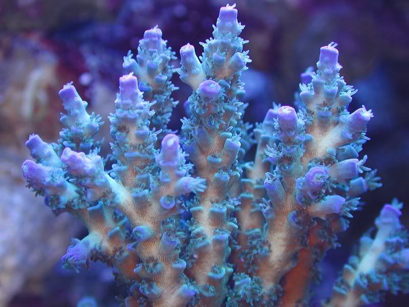 acropora-tenius.jpg