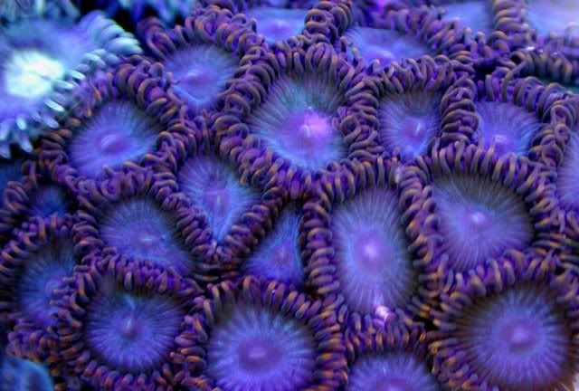 bluez2.jpg