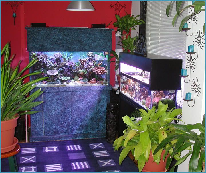 fishroom2.jpg