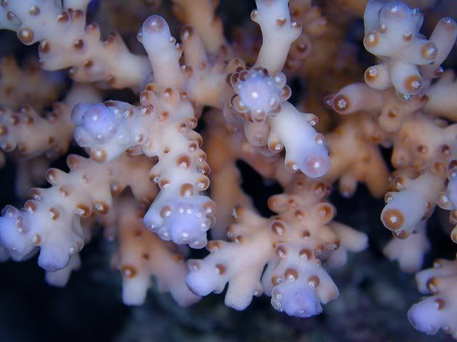 granulosa.jpg