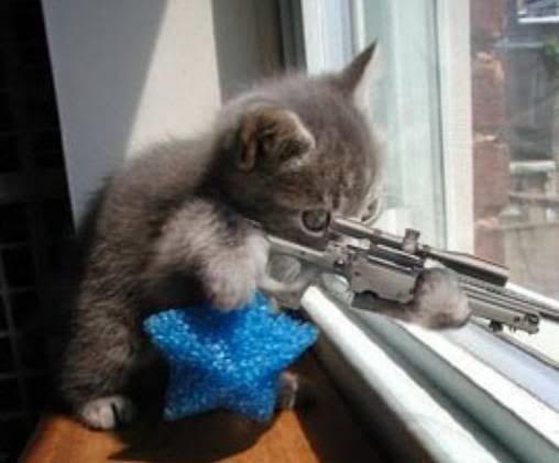 Sniper Kitty Pictures, Images and Photos