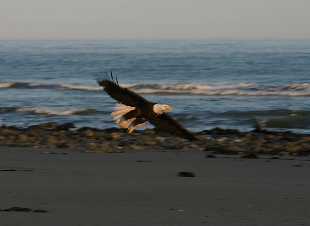 IMAGE: http://i274.photobucket.com/albums/jj277/ChasWG/Alaska/halibutflyingeagle.jpg