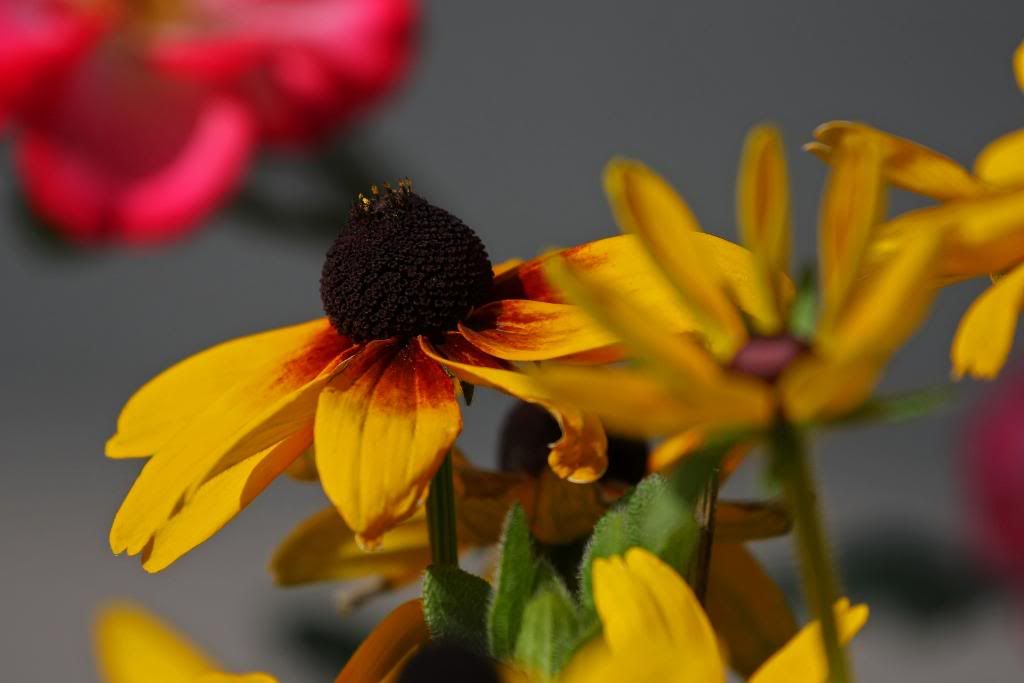 IMAGE: http://i274.photobucket.com/albums/jj277/ChasWG/Orchids%20and%20flowers/Flowers%20and%20Bees/IMG_7512.jpg