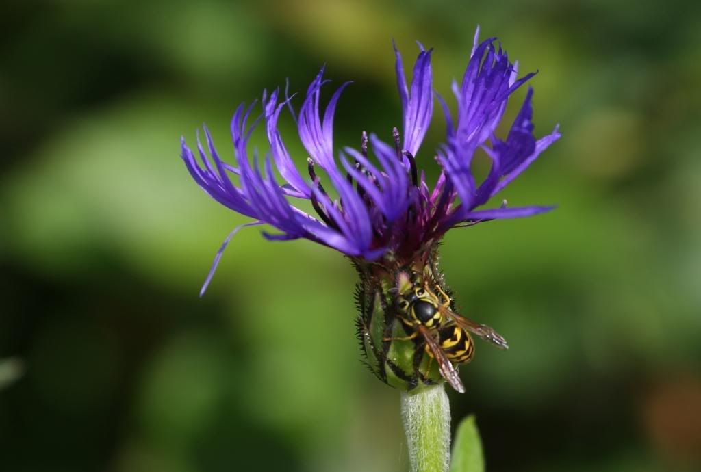 IMAGE: http://i274.photobucket.com/albums/jj277/ChasWG/Orchids%20and%20flowers/Flowers%20and%20Bees/IMG_7543.jpg