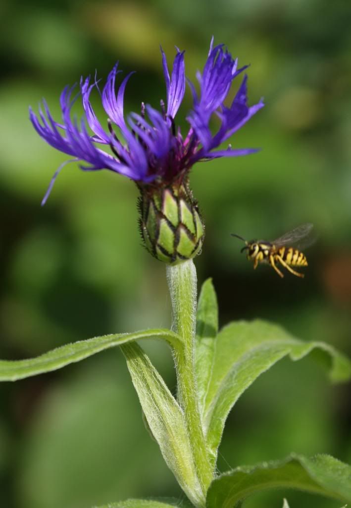 IMAGE: http://i274.photobucket.com/albums/jj277/ChasWG/Orchids%20and%20flowers/Flowers%20and%20Bees/IMG_7548.jpg