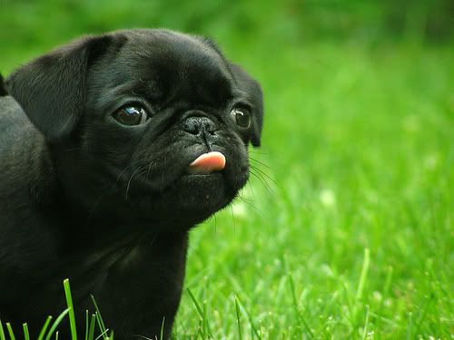 black pug Pictures, Images and Photos