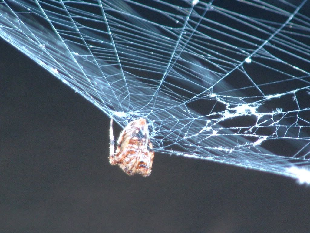 spider web Pictures, Images and Photos