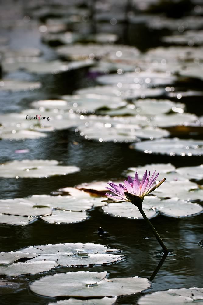 http://i274.photobucket.com/albums/jj280/cch-photo-club/100-05-10%20water%20lily%20photo/12.jpg