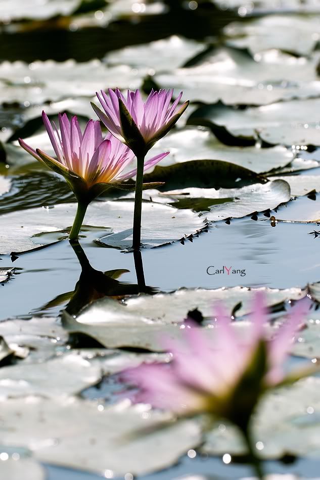 http://i274.photobucket.com/albums/jj280/cch-photo-club/100-05-10%20water%20lily%20photo/21.jpg