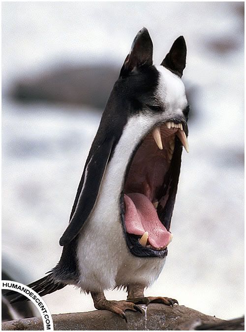 funny photoshopped photos. Re: Funny Photoshopped animals