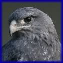 Avatar do usuário