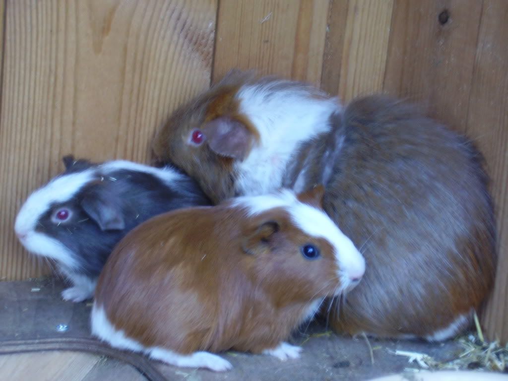 GuineaPigs031.jpg